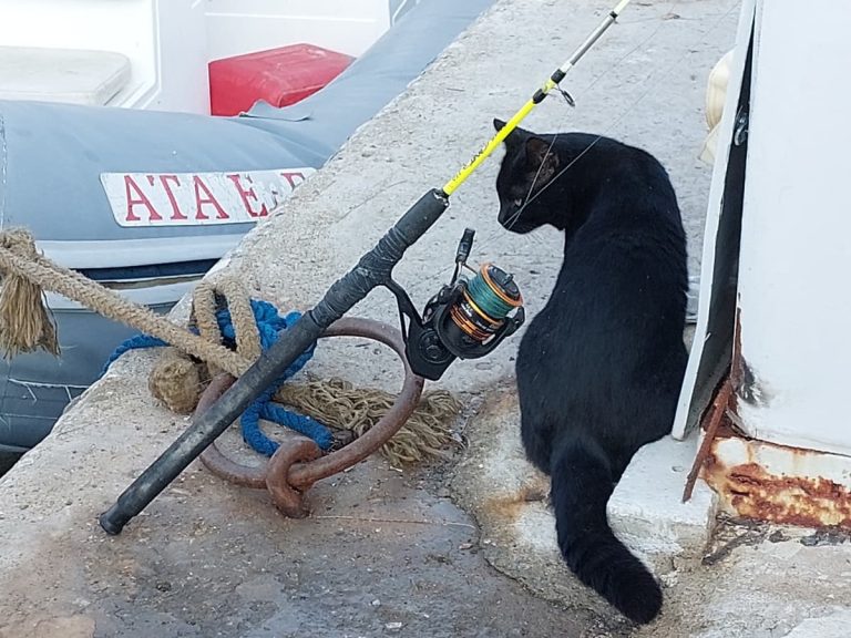 Cat-fisherman