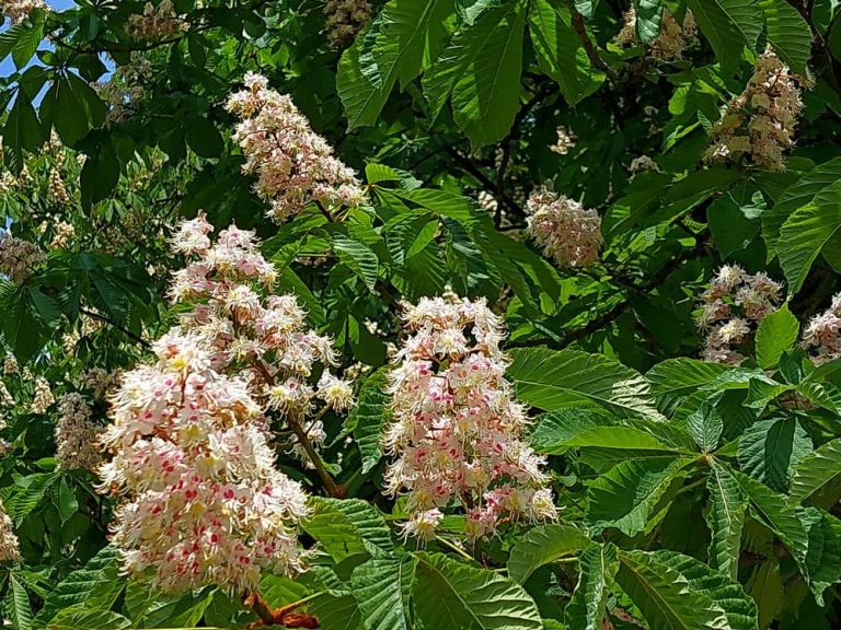 Chestnut flowers