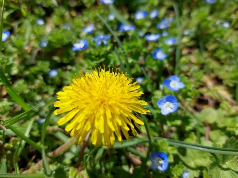 Dandelions have bloomed