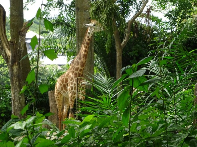 Singapore zoo photo