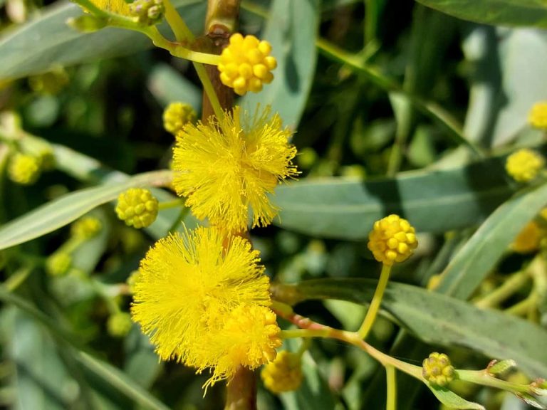 Acacia blooms