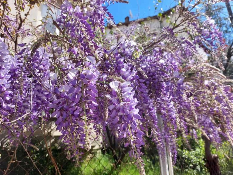 Wisteria bloomed