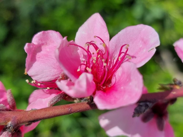 Sakura blossomed