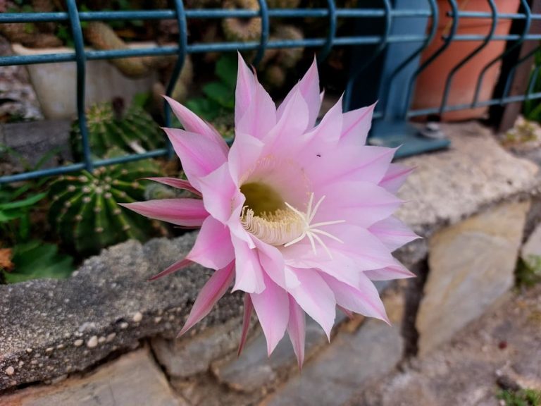 Cactus flower