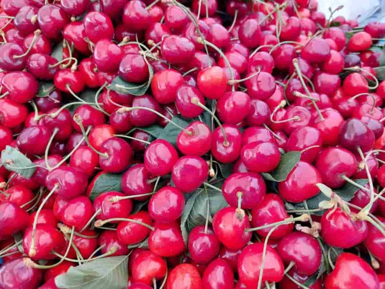 Nif Cherry Festival