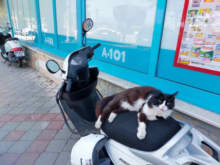 Cat-motorcyclist