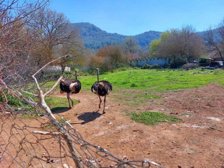 Ostrich farm