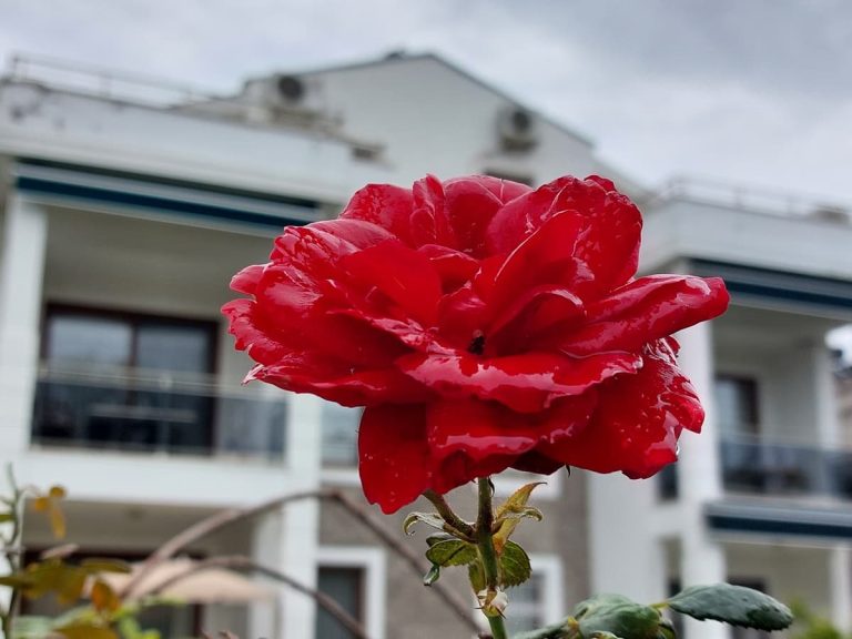 Rose after the rain