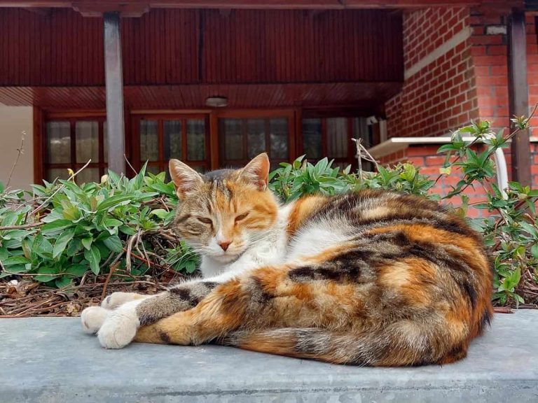 Calico cat