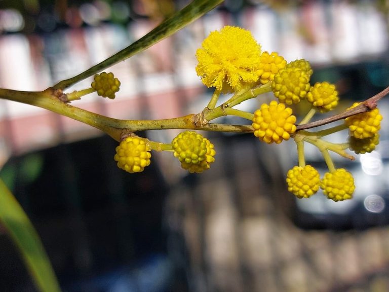 Yellow Flower Festival