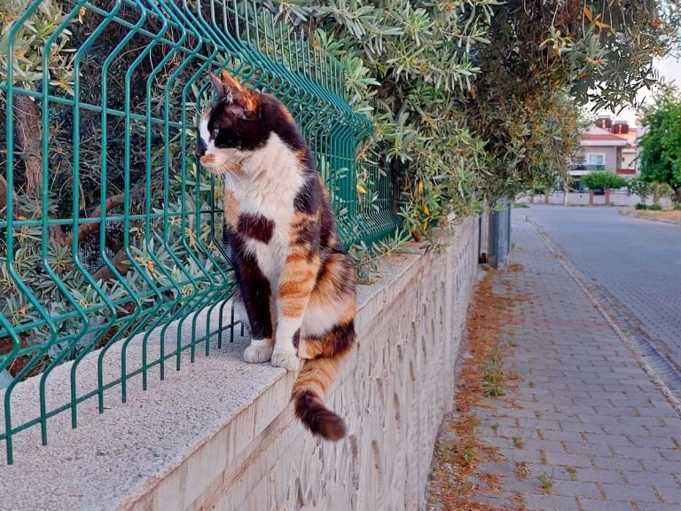 Calico cat