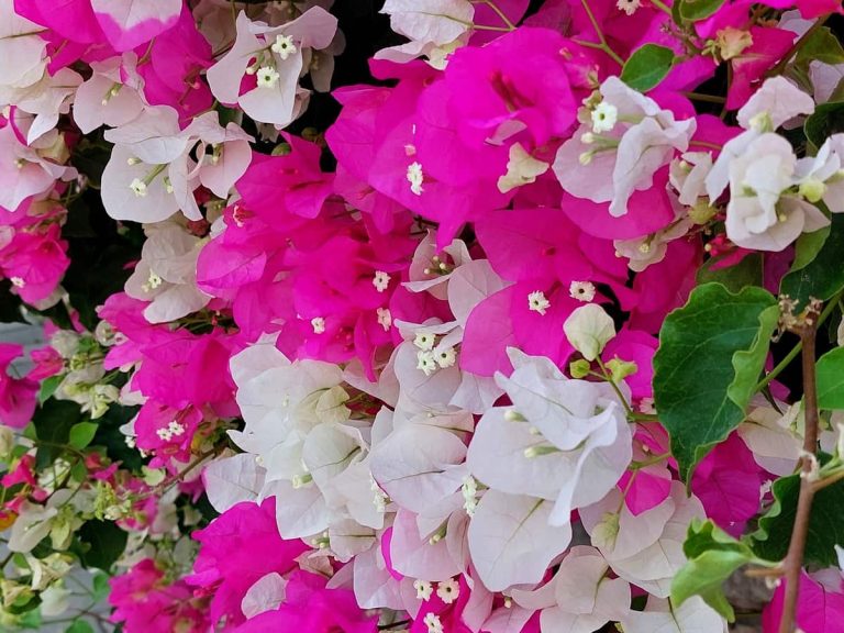 What color is bougainvillea?