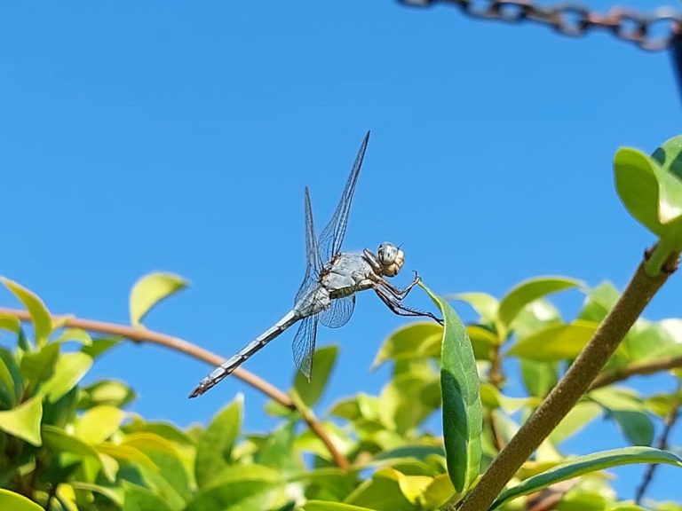 Dragonfly