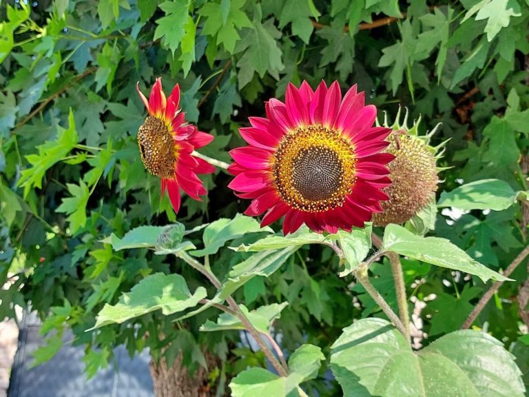 Red Sunflower