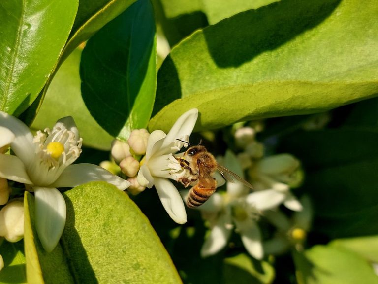 Bee on a lemon flower