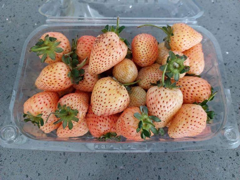 Белая клубника Пайнберри