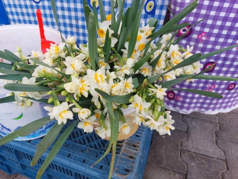 Нарциссы зацвели